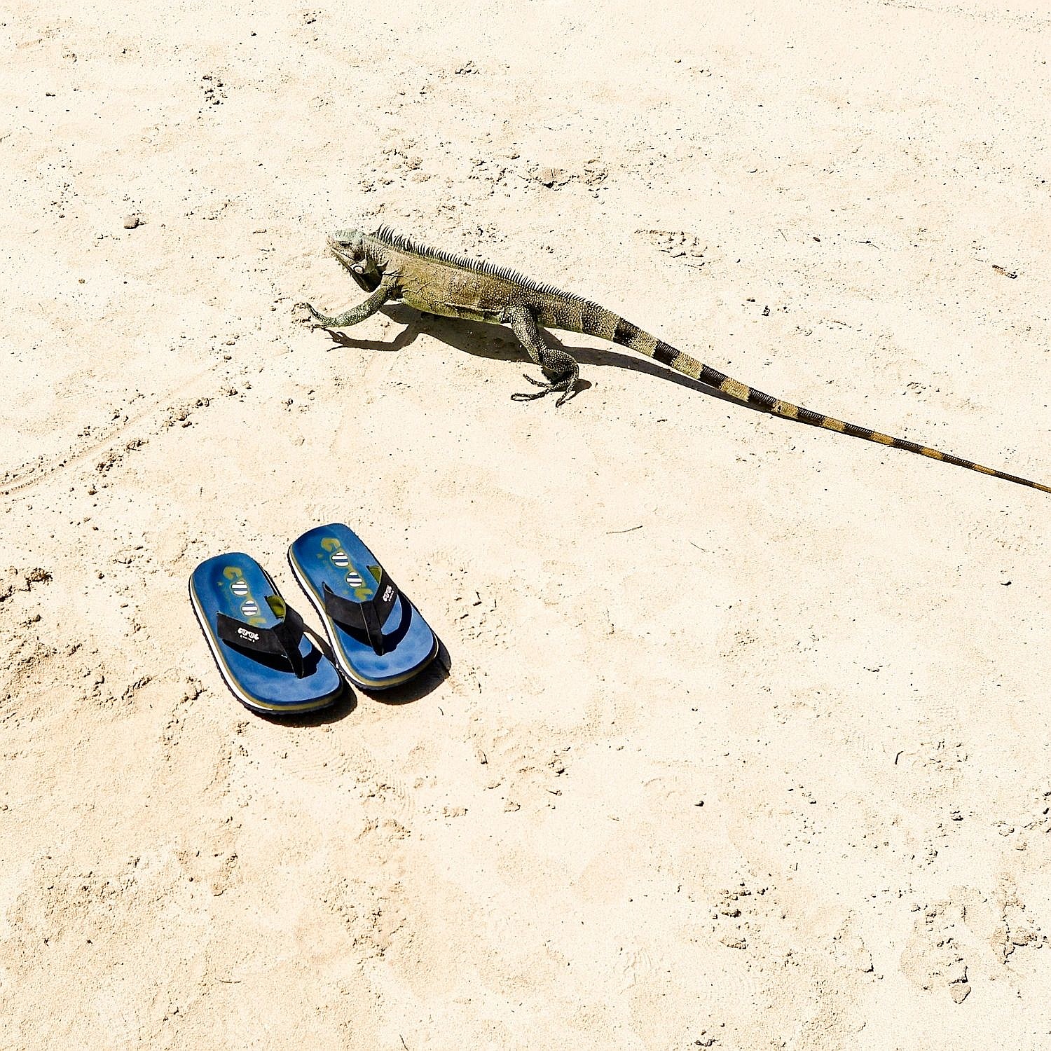 Flip-Flops Cool Shoe Original - Blash - men´s